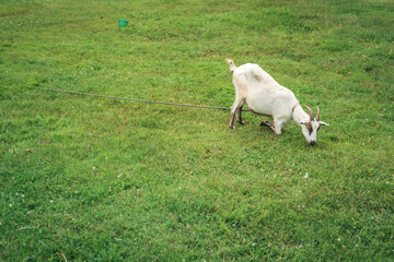 Fototapeta premium Domestic animal white goat on a green lawn eats grass.
