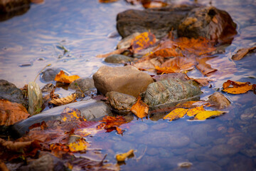 autumn leaves on the water