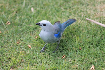 blue bird