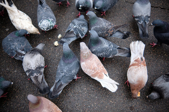 A flock of pigeons in the city