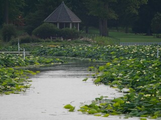 Beautiful shot of a water lily lake with the background of a gazebo in Indiana