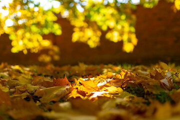 autumn trees, falling yellow leaves