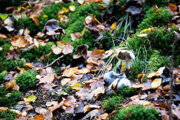 White fuzzy mushroom on the forest floor