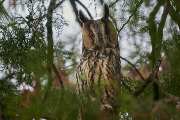 Long-eared owl. Asio otus hiding in a pine tree
