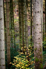 Trees in the black forest during autumn time