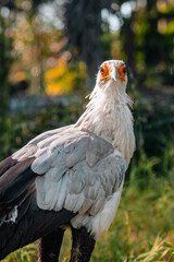 Beautiful secretary bird from Africa with large curved beak. Portrait of the fascinating bird, a large predatory bird that mostly stays on the ground.