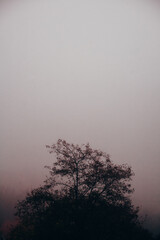 Silhouette of tree during moody foggy weather in autumn