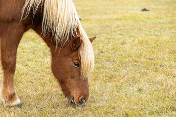 Icelandic brown horse