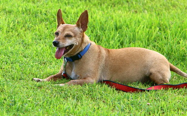 Dog on a walk in the city park.