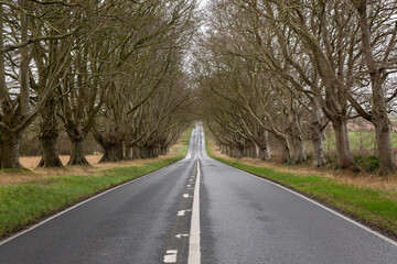 Straight climing road with Birch trees either side, tarmac road with white lines grass banks each side