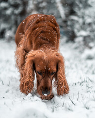 dog in snow face down