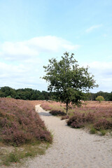 Fototapeta na wymiar purple moor in the cross border park the Zoom and Kalmthout heath in Belgium, the Netherlands