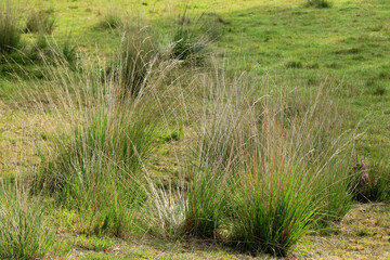 grass in the cross border park the Zoom and Kalmthout heath in Belgium, the Netherlands