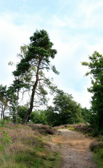 Fototapeta na wymiar tree in the cross border park the Zoom and Kalmthout heath in Belgium, the Netherlands