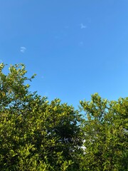 trees and sky