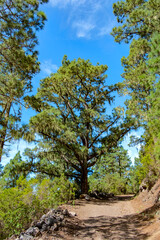 Impressionen einer Wanderung von Aguamansa nach La Caldera  und Pinolere. In der Gemeinde La Orotava auf der Kanareninsel Teneriffa.