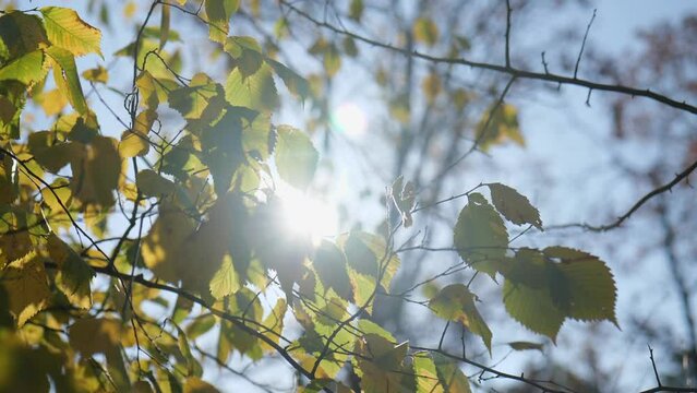 sunbeam beautifully break through the green-yellow leaves on a tree in the forest. slow motion. 4k video.