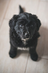 Portrait of an adorable golden retriever
