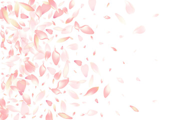 Pastel Rose Petal Vector White Background.
