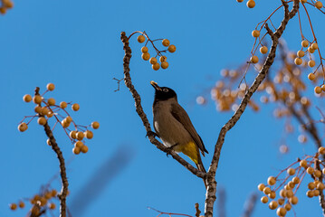 This dark-capped bulbul is easily identified by its bright yellow rump.