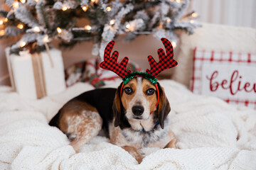 beagle dog lying in front of Christmas tree with fake antlers on his head