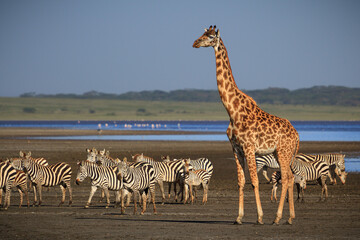 Giraffe and Zebras at lake Ndutu © Gary