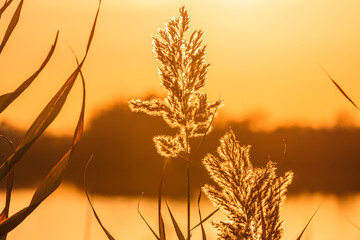 Fleur de roseau en contre-jour dans un étang de Camargue au coucher du soleil.	