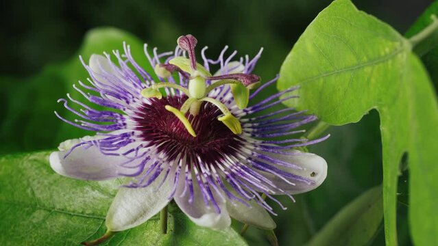 Beautiful Passiflora flower Purple Haze closeup on green natural background. Alternative herb medicine, sedative and calming effect 4K UHD