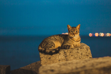 Gato