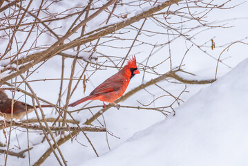 Bright red cardinal bird perched in bare branches near snow in winter