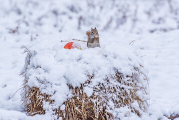 Cute squirrel eating nuts on snow covered hay bale