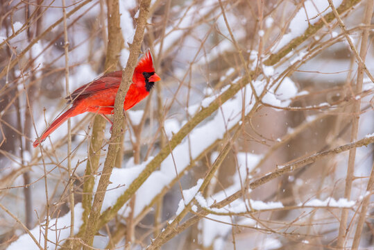 Red northern cardinal bird perched in bare shrub with snow covered branches