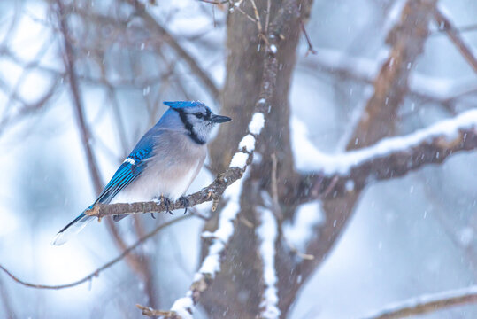 Blue Jay bird perched on bare tree branch in snow storm in winter