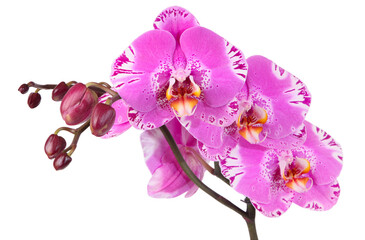 Boutons et fleurs d'orchidée phalaenopsis 