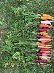 Organic kaleidoscope carrots