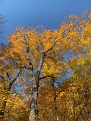 Maple forest in autumn