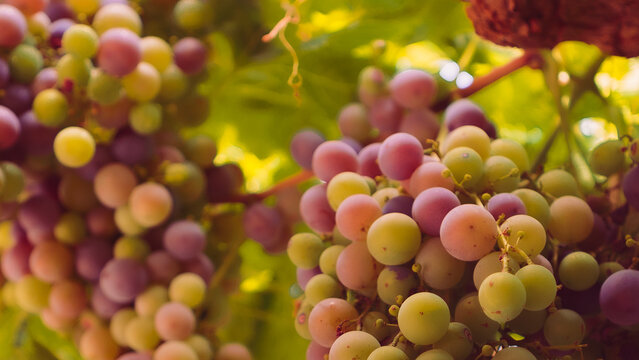 Uvas