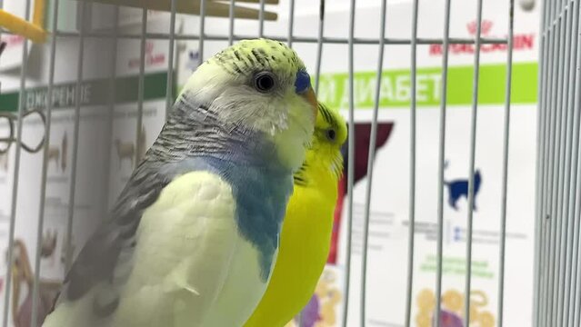 Blue and yellow parrots on examination at the veterinarian. Budgerigar. Soft focus. Veterinary. Treatment and observation of birds and domestic animals. Full HD