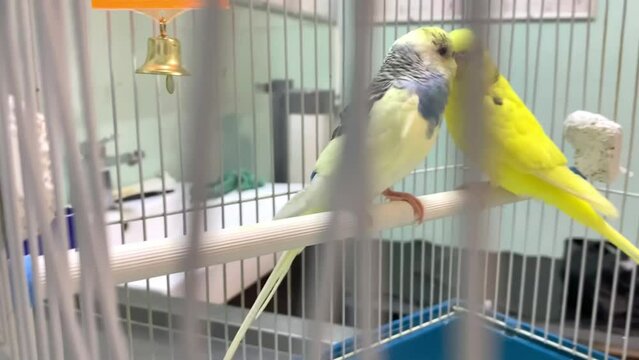 Blue and yellow parrots on examination at the veterinarian. Budgerigar. Soft focus. Veterinary. Treatment and observation of birds and domestic animals. Full HD