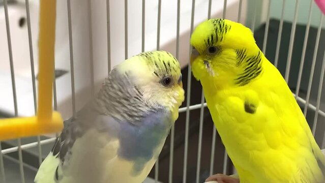 Blue and yellow parrots on examination at the veterinarian. Budgerigar. Soft focus. Veterinary. Treatment and observation of birds and domestic animals. Full HD