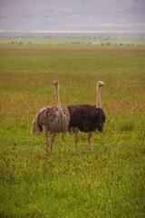 Ostrich Pair, Serengeti, Tanzania