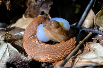 The red slug (Arion rufus), also known as the large red slug, chocolate arion and European red slug. Two slugs during mating.