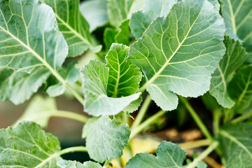 Collard greens growing outdoors in an herb Garden