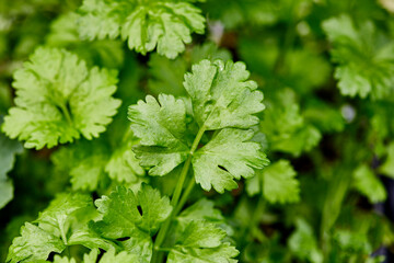 Celery growing outdoors in an herb Garden