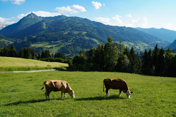 cows grazing on the lush green alpine valley surrounded by the Austrian Alps of the Schladming-Dachstein region (Styria or Steiermark, Schladming, Austria)