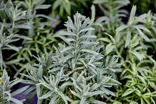 Lavender growing outdoors in an herb Garden
