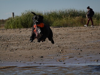 PERRO SALTANDO