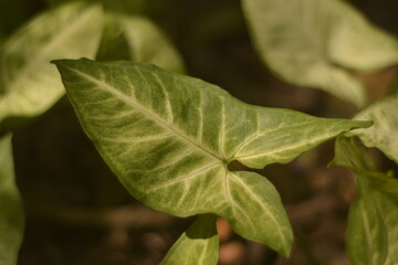 close up of leaves