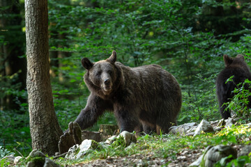 Brown bear is feeding in the forest. Bears in Slovenia nature. European wildlife. 