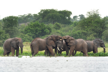 Fototapeta premium African Elephants in the Murchison Falls National Park. Elephants in the Victoria Nile delta.African safari. 